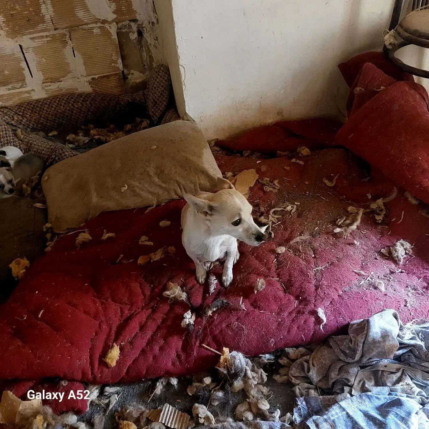 توله گوش تیز|سگ|نیشابور, دربقاضی|دیوار