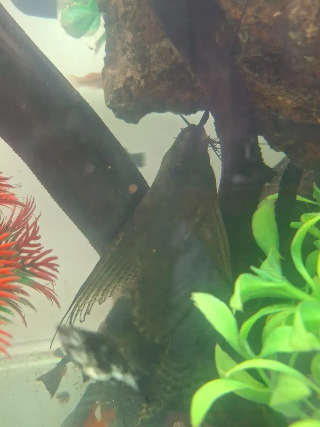 خرگوش ماهی درشت دوتاباهم|ماهی|مشهد, هفده شهریور|دیوار