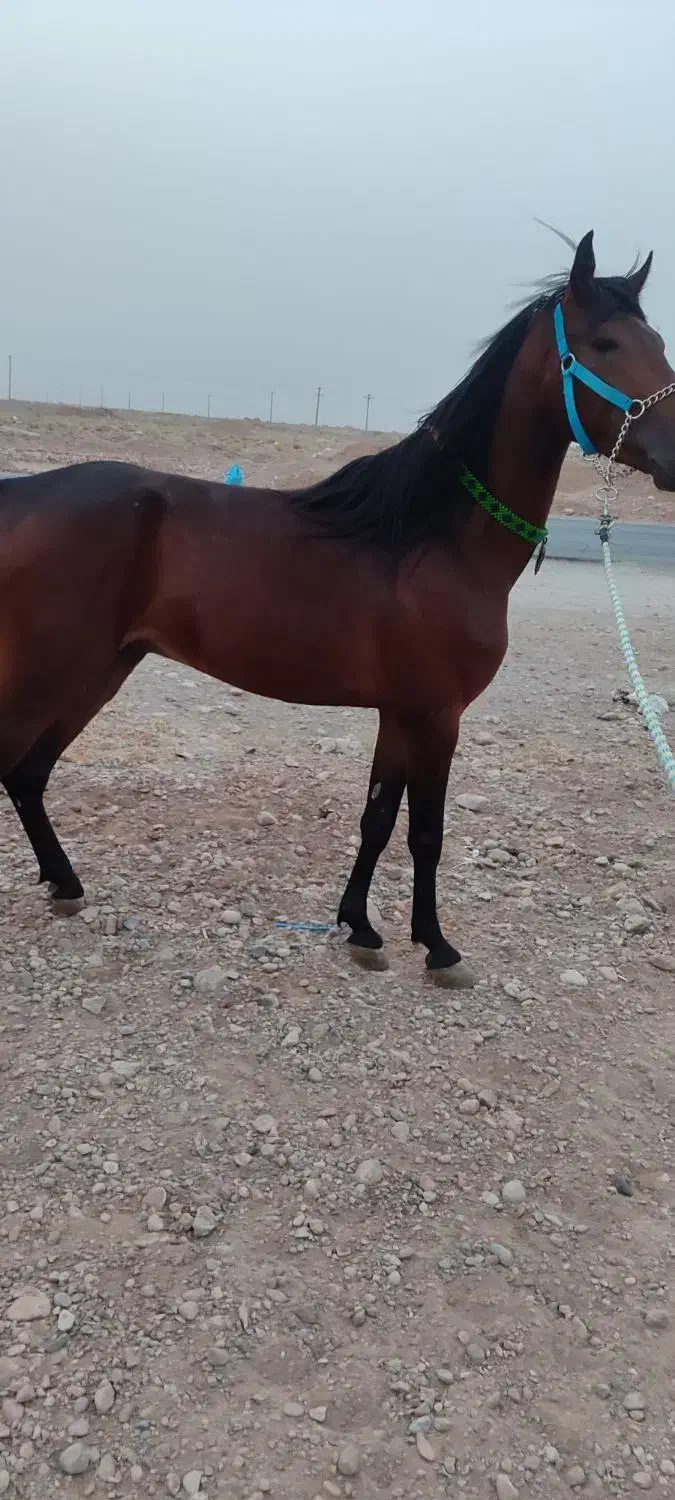 اسب کرد|اسب و تجهیزات اسب‌سواری|چترود, |دیوار