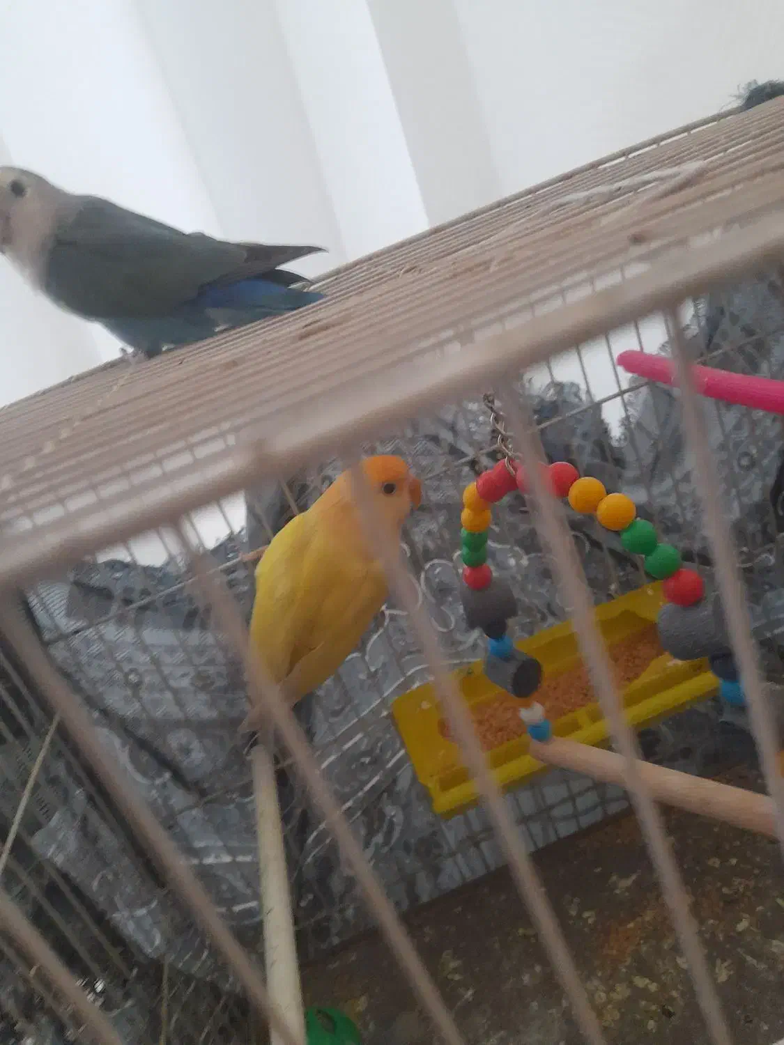 فروش عروس هلندی با کوتوله برزیلی و فنچ با وسایل|پرنده|تربت‌حیدریه, یحیی آباد|دیوار