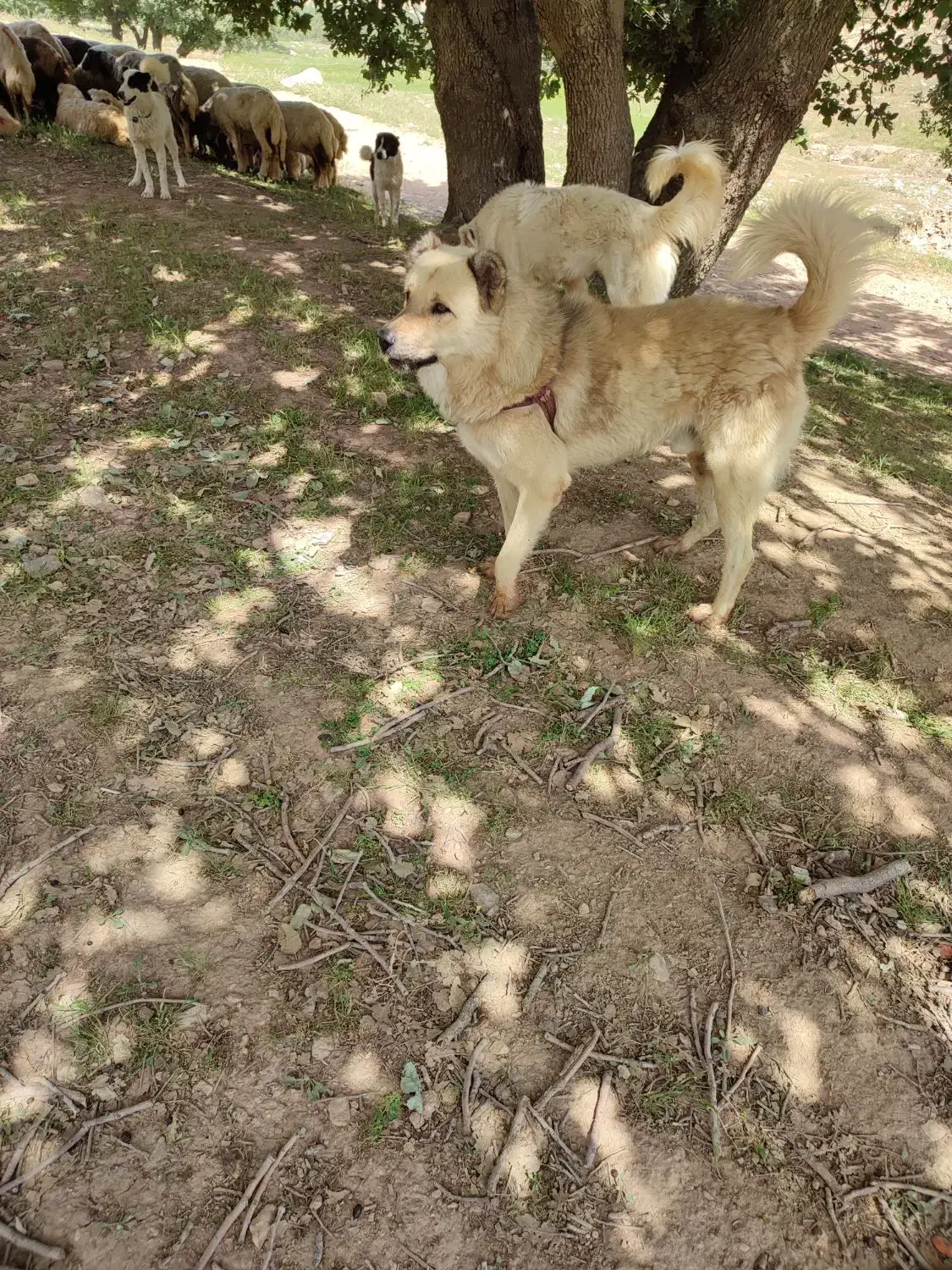 سگ درسگ|سگ|ایوان, |دیوار