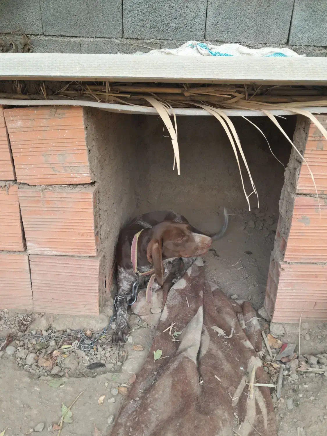 سگ دنبلانی|سگ|فراغی, |دیوار