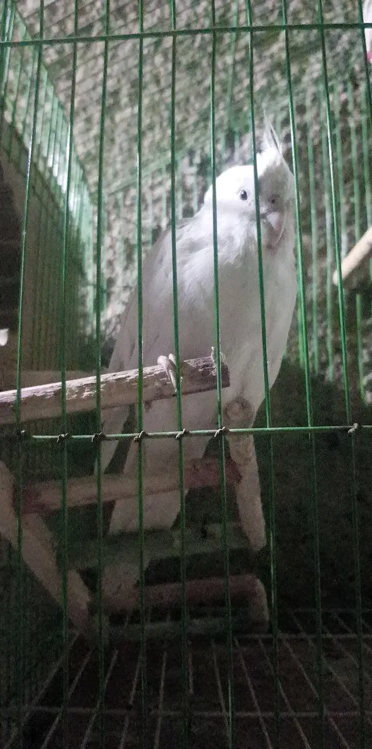 عروس هلندی آلبینو|پرنده|لیکک, |دیوار