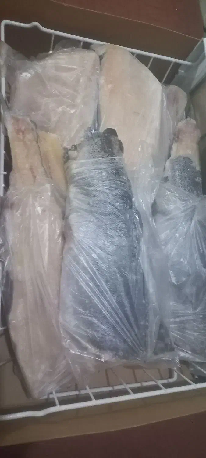 فیله ماهی غزل الاه|ماهی|حمیدیه, |دیوار