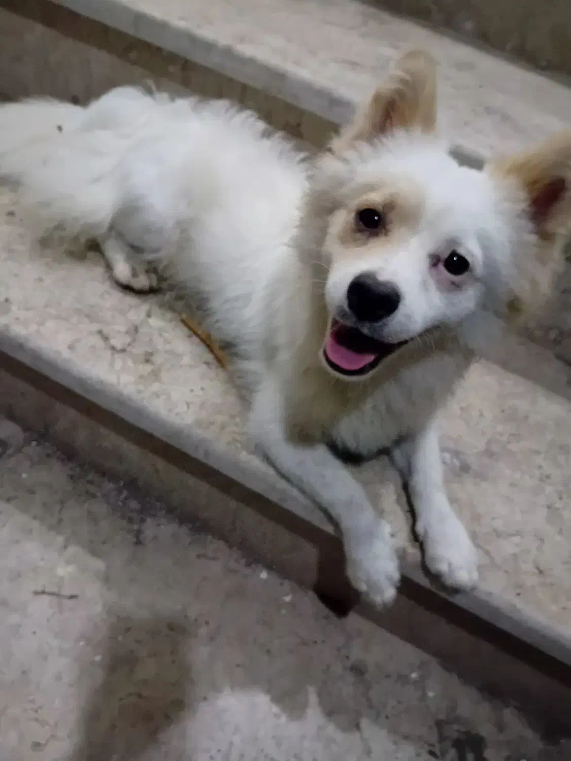 پاکوتاه گوش تیز|سگ|آستانه اشرفیه, |دیوار