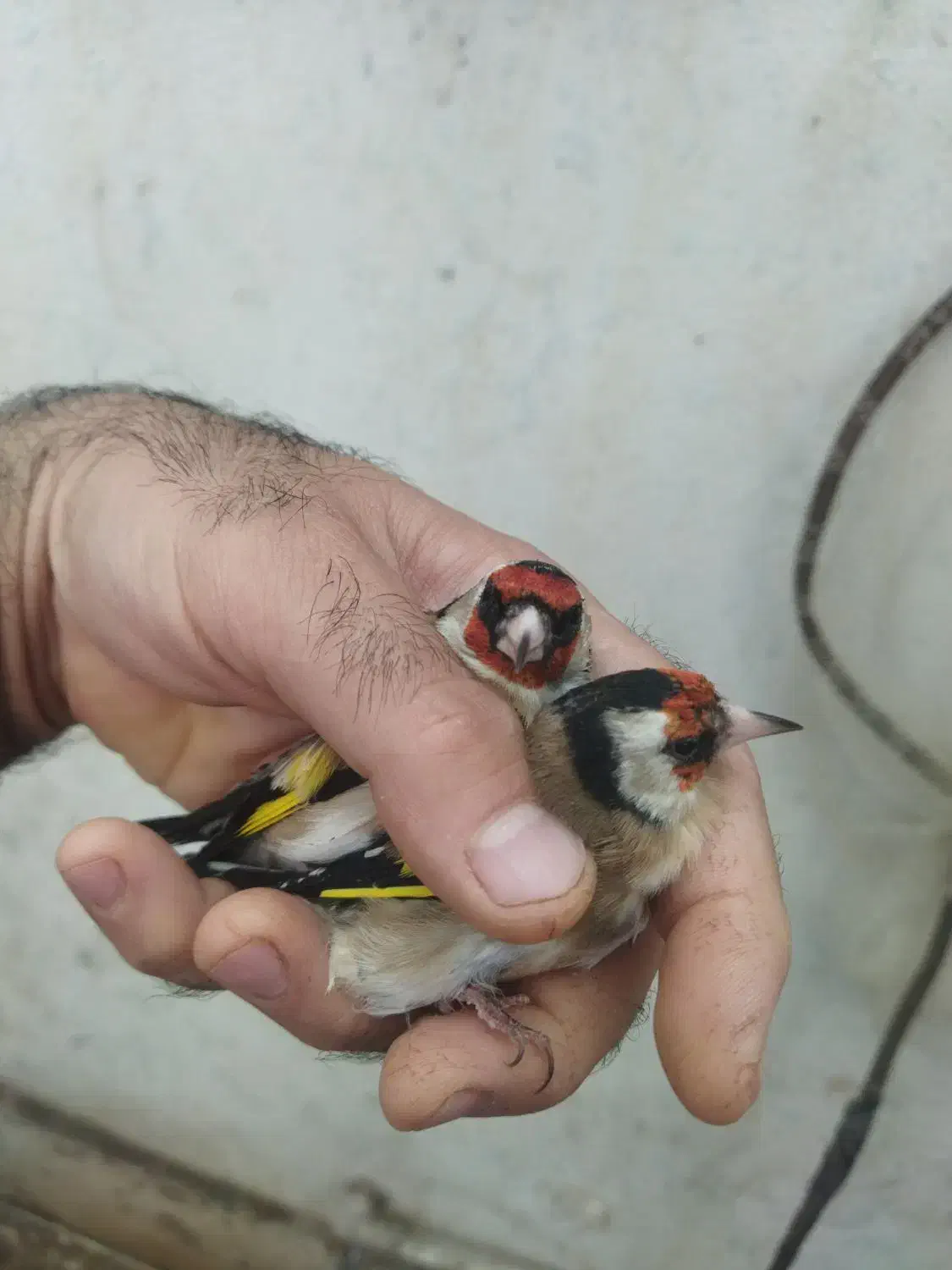 سهره|پرنده|شیراز, شریفآباد|دیوار