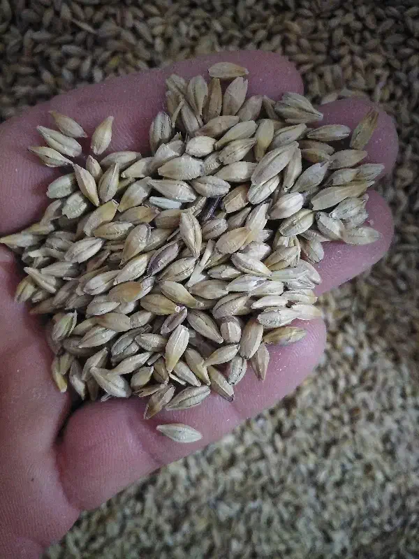 جو مخصوص دام|لوازم جانبی حیوانات|چغادک, |دیوار