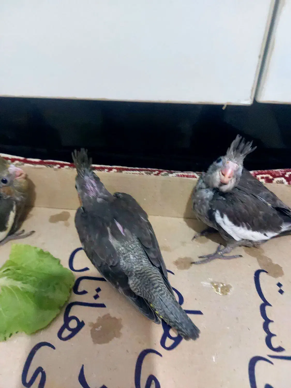 جوجه عروس هلندی|پرنده|چمران, |دیوار