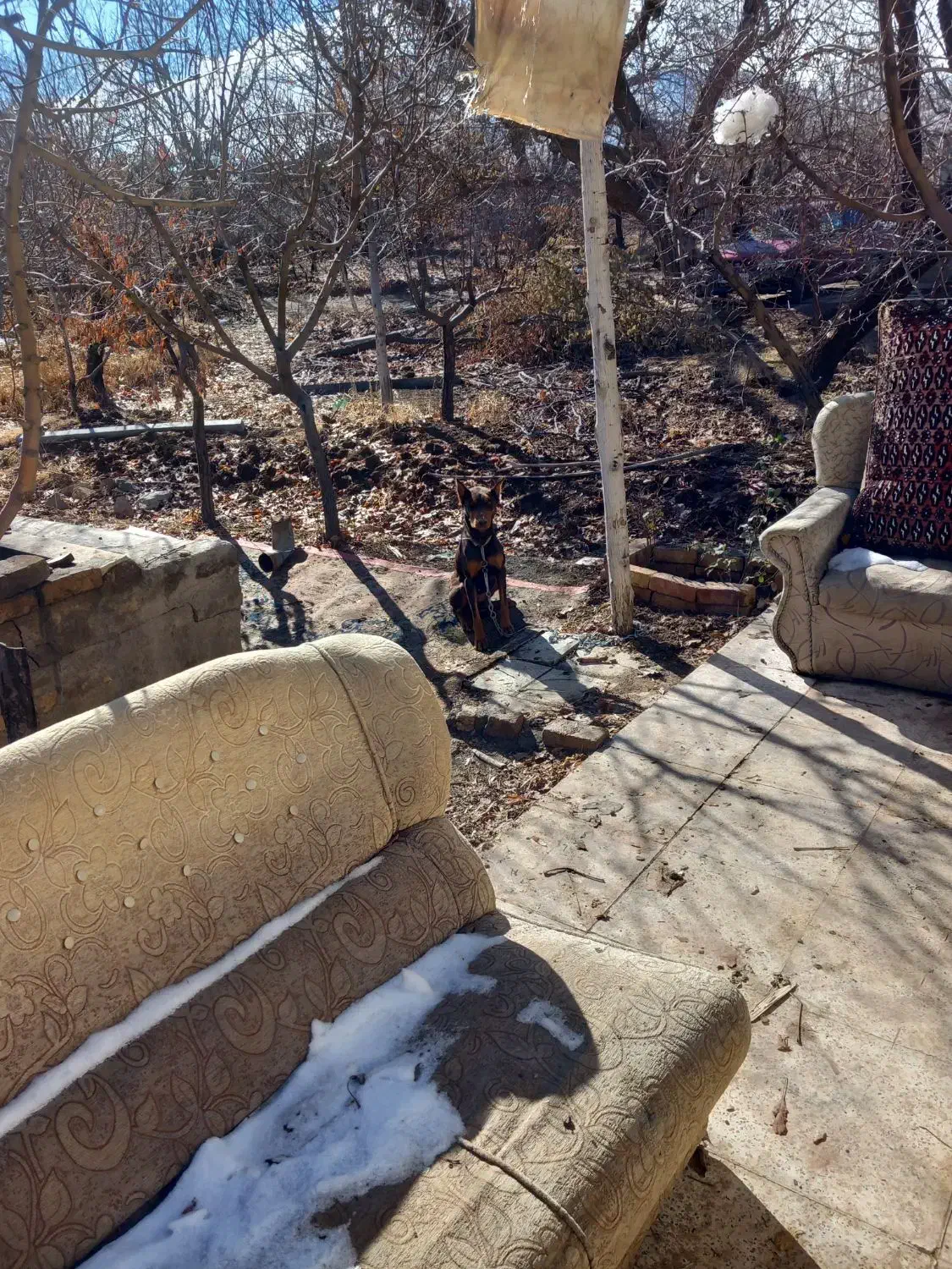 دوبرمن|سگ|شازند, |دیوار