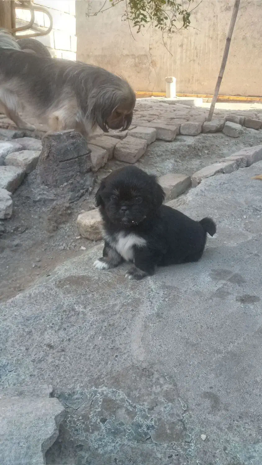 توله نژاد پکنیز|سگ|رامیان, |دیوار