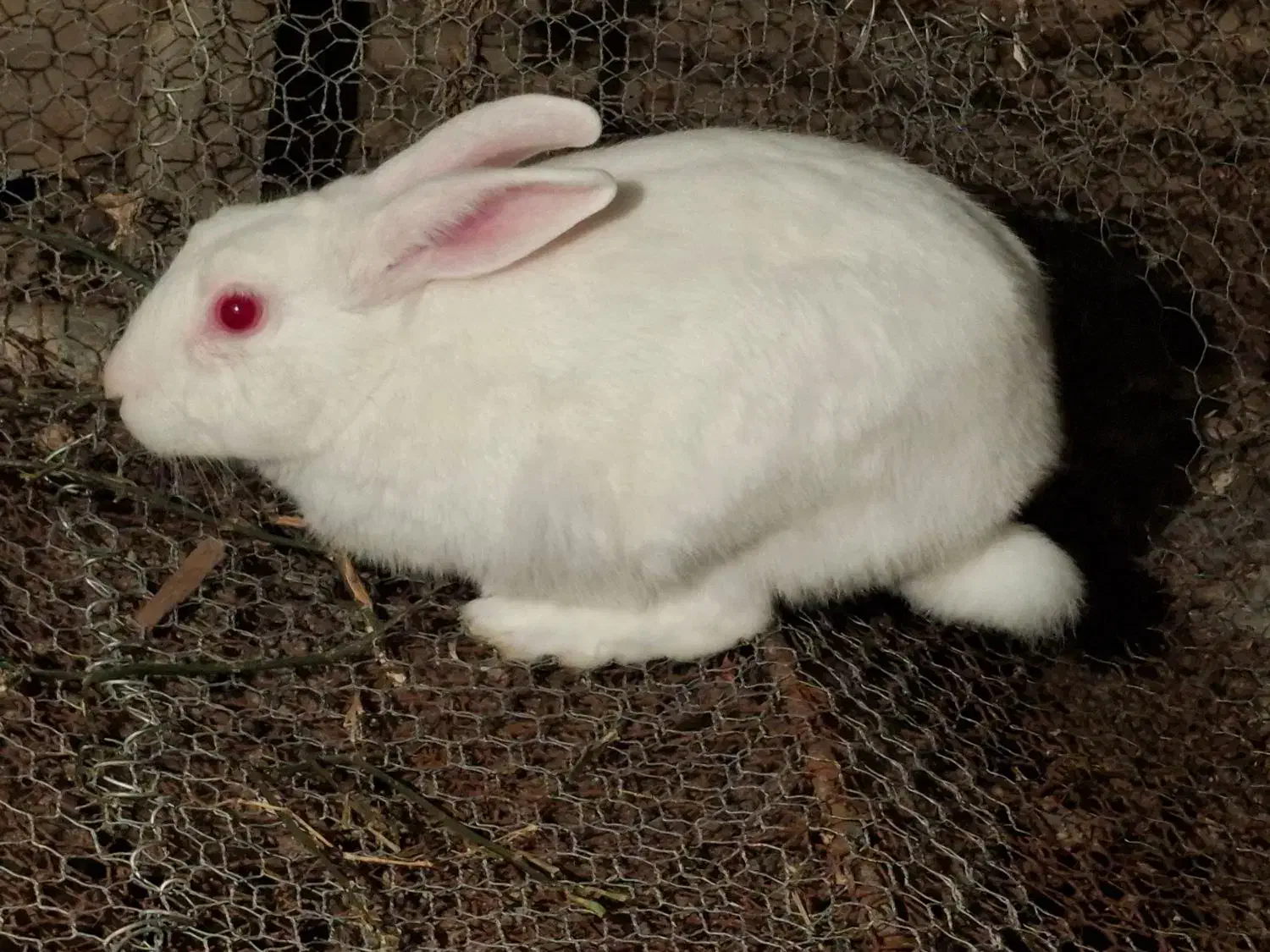 خرگوش نر سالم سلامت|موش و خرگوش|قائمشهر, |دیوار