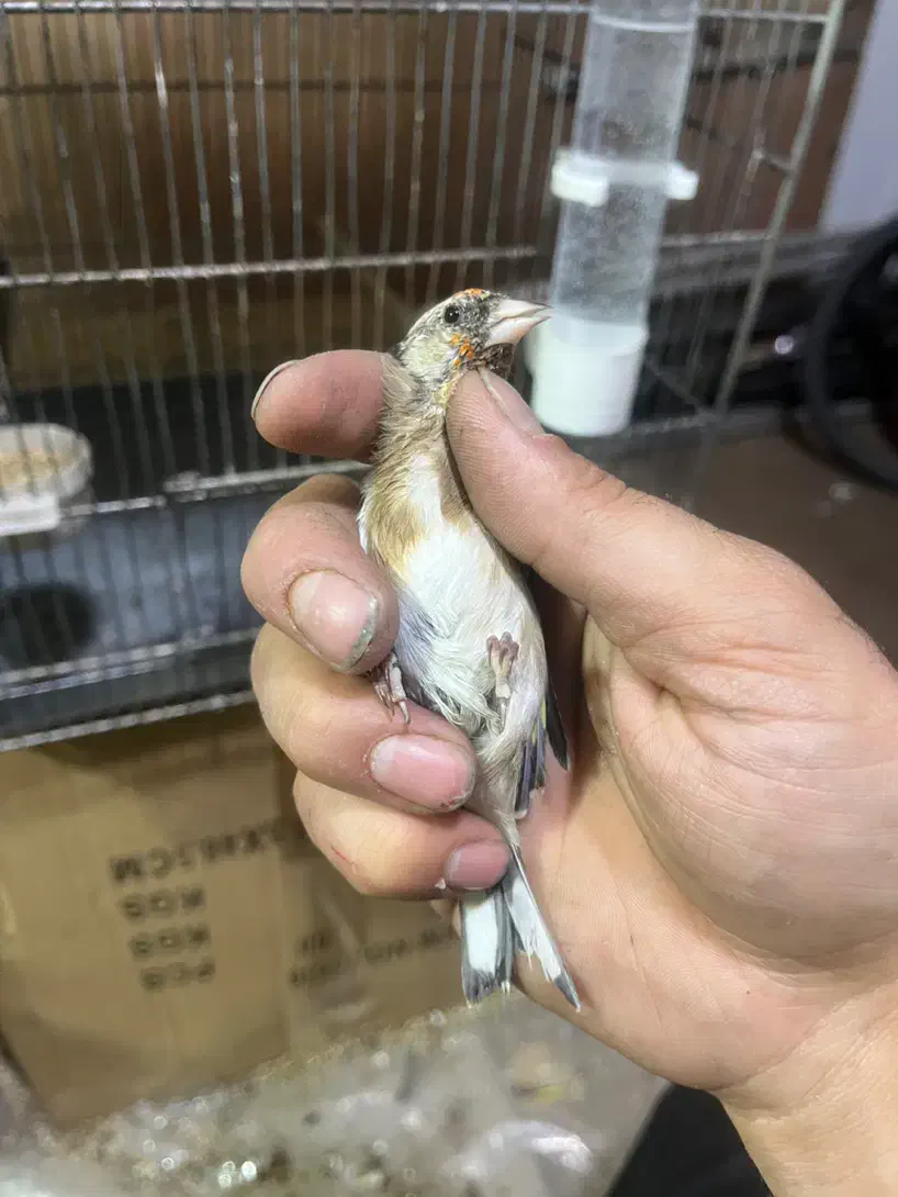 جوجه سهره خلخال ( به شرط)|پرنده|قزوین, |دیوار