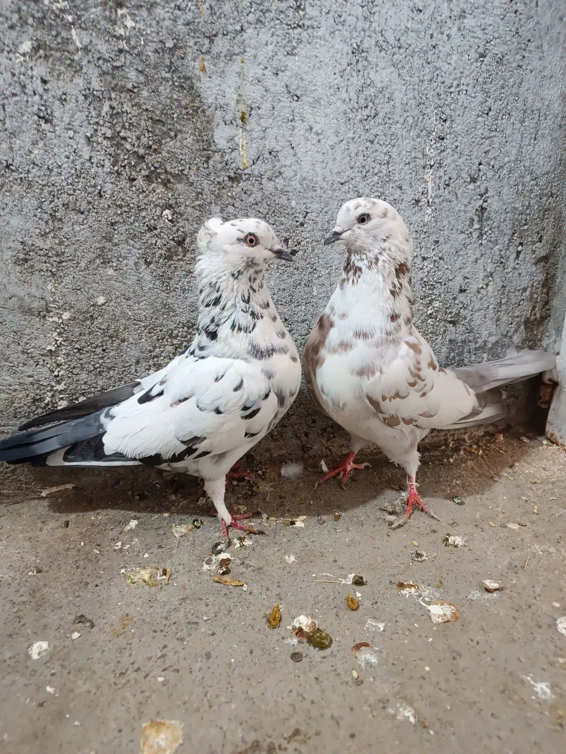 دو جفت کفتر پرشی|پرنده|ملایر, |دیوار