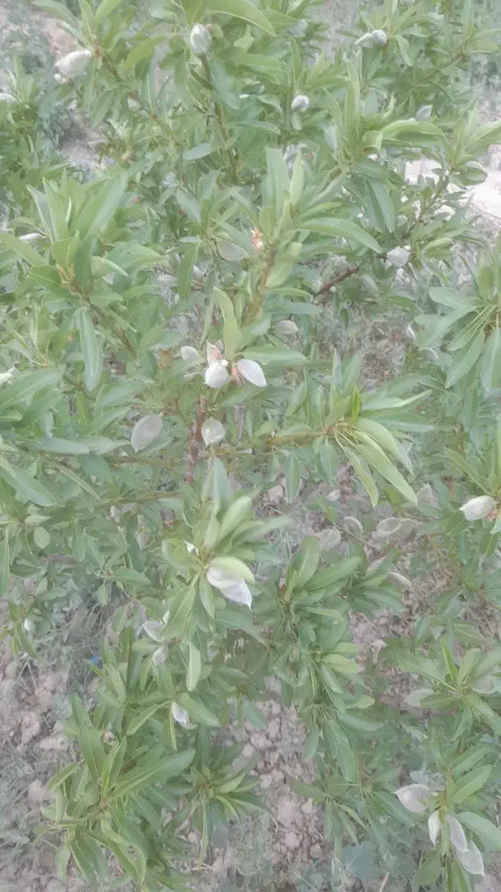 باغ در شهر وایقان ، شبستر|فروش خانه و ویلا|شبستر, |دیوار