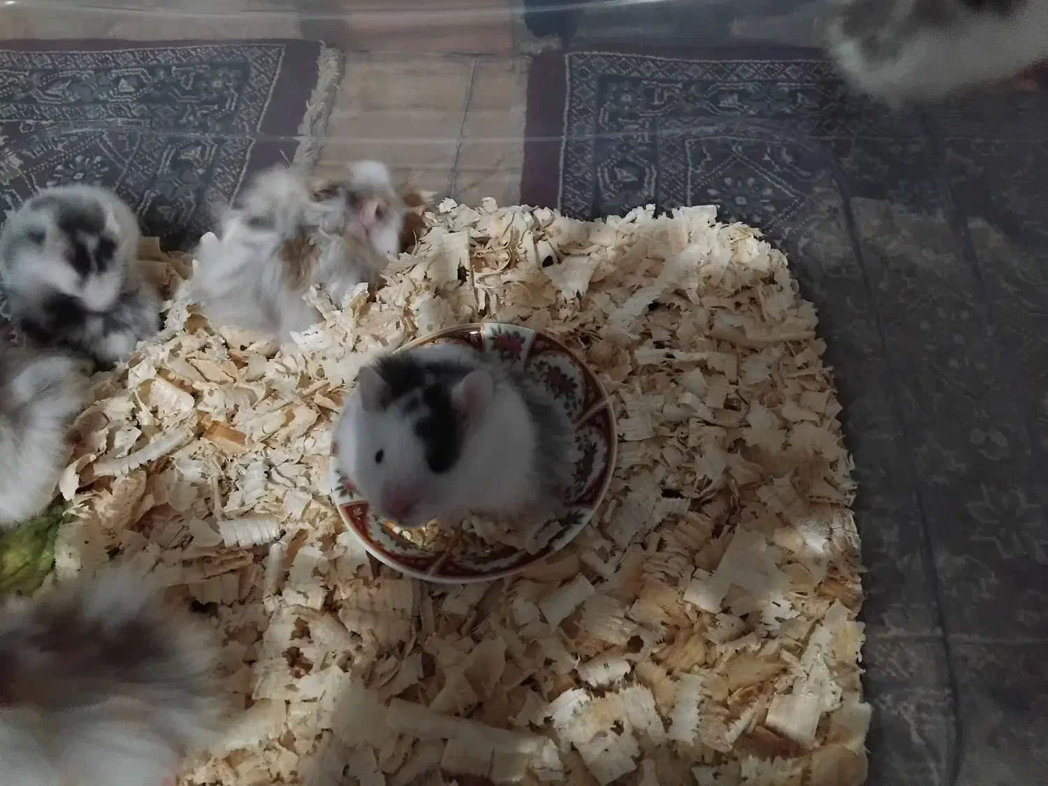 همستر|موش و خرگوش|رشت, پاره بیجار|دیوار