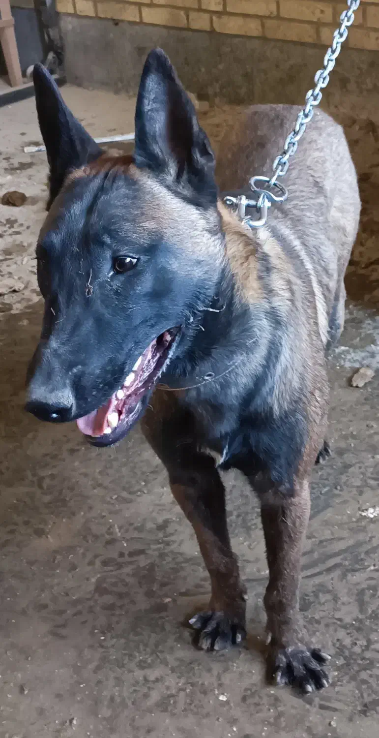 یک جفت سگ مالینویز بلژیکی|سگ|رباط‌کریم, شهرک صنعتی زواره‌ای|دیوار