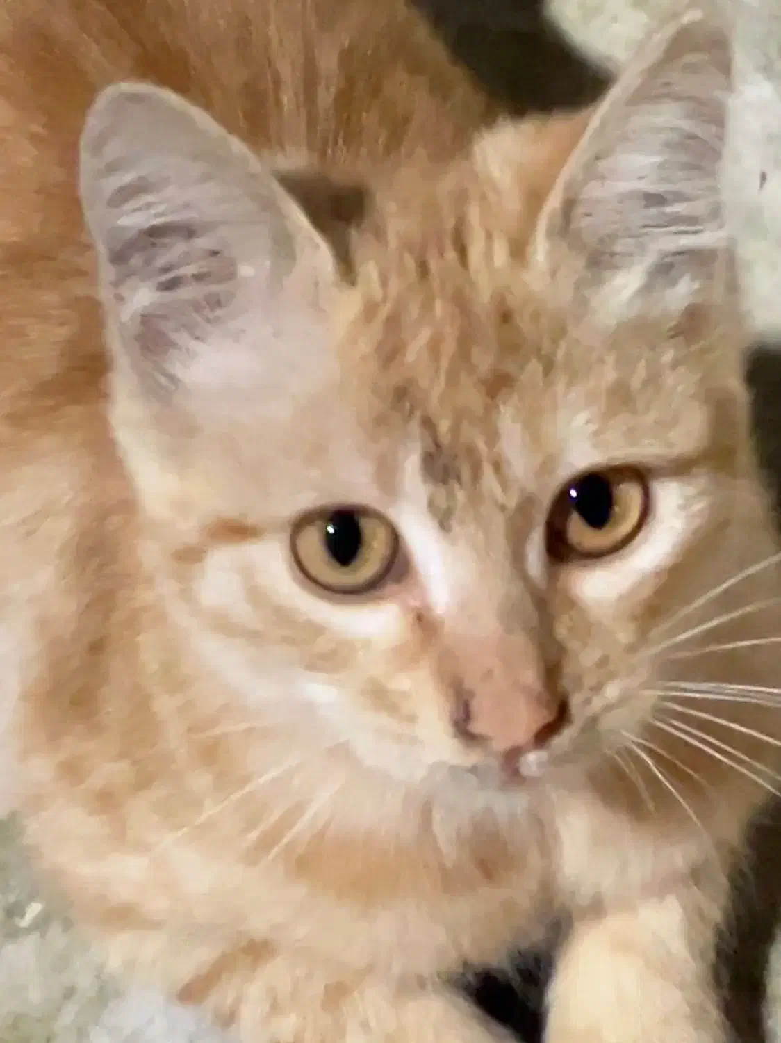 بچه گربه رایگان|گربه|لاهیجان, کوی زمانی|دیوار