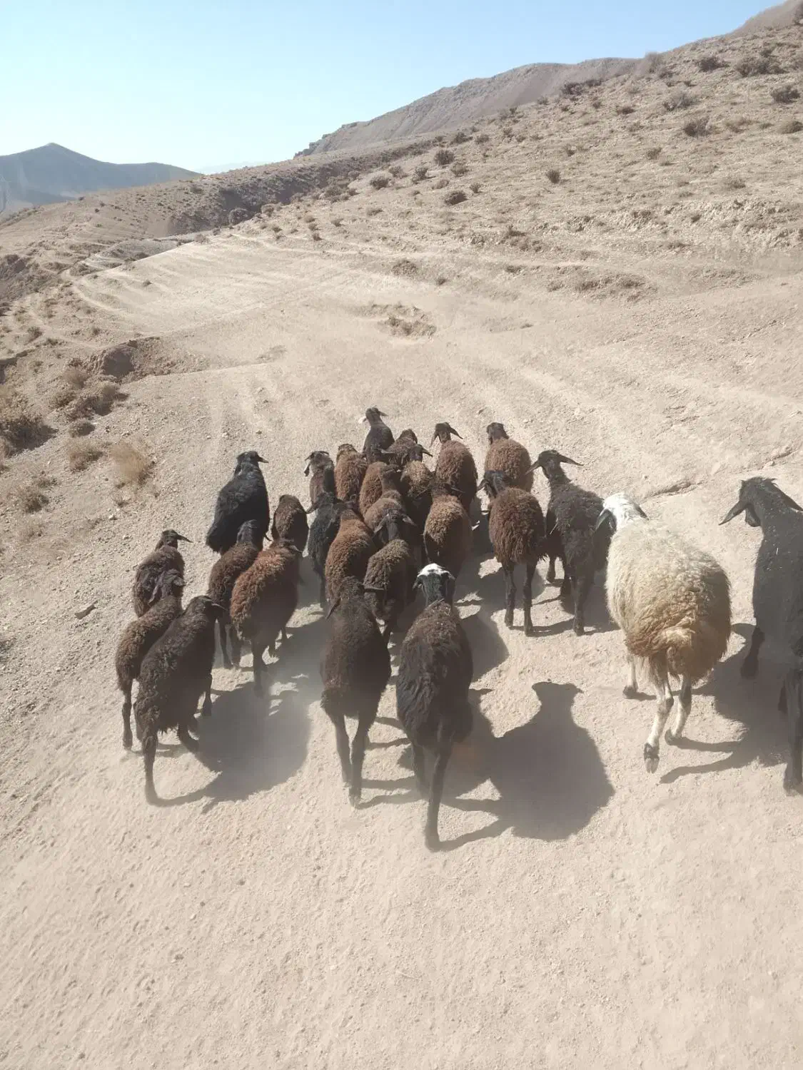 بره افشاری|حیوانات مزرعه|ماهنشان, |دیوار