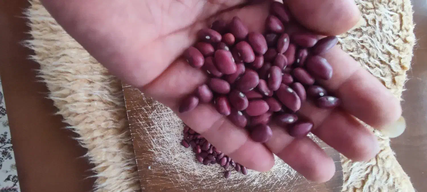 خرید و فروش لوبیا قرمز و چیتی عمده|خوردنی و آشامیدنی|خرمدره, |دیوار