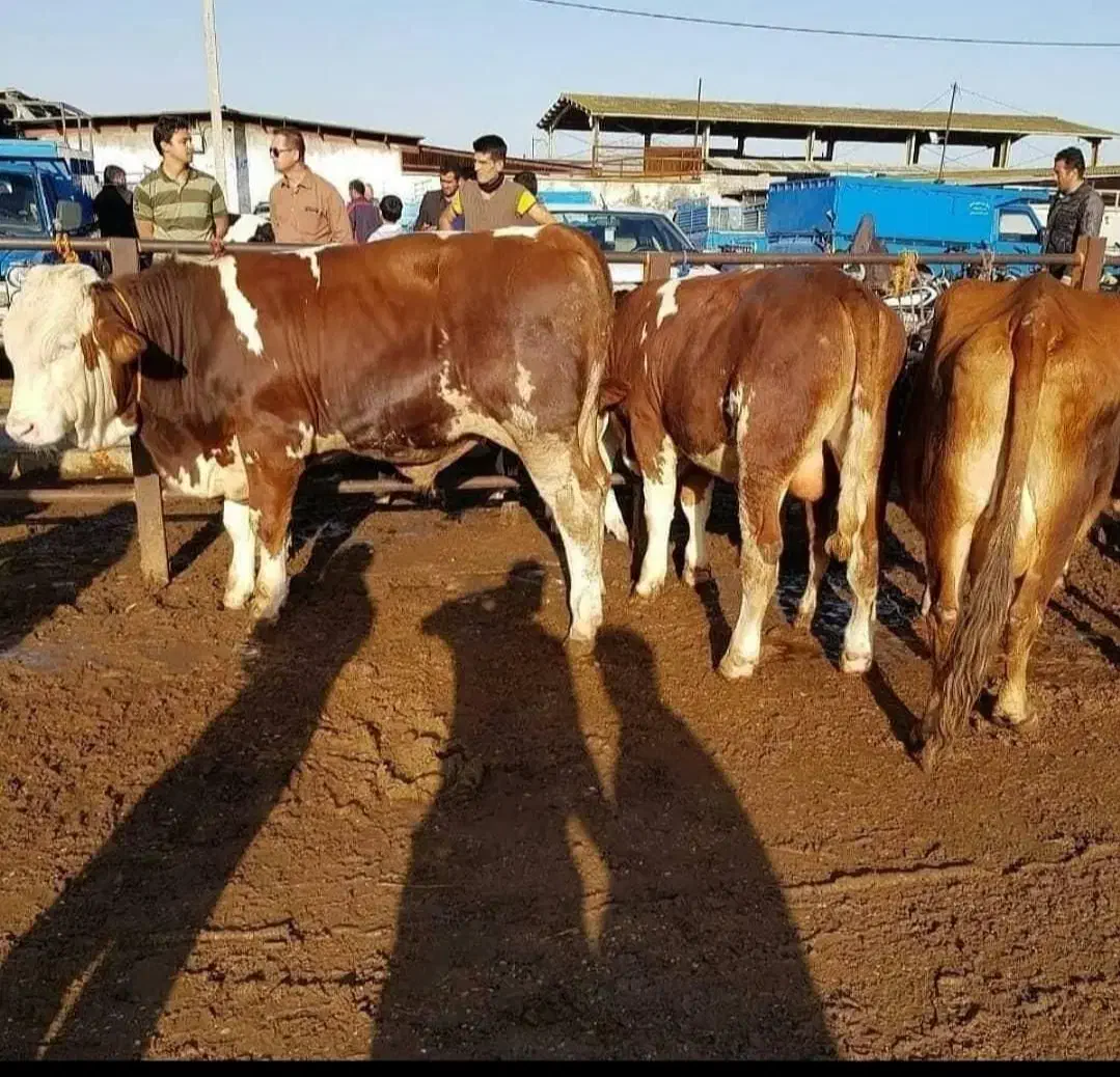 بازار دام گوساله سمینتال|حیوانات مزرعه|صفی آباد, |دیوار