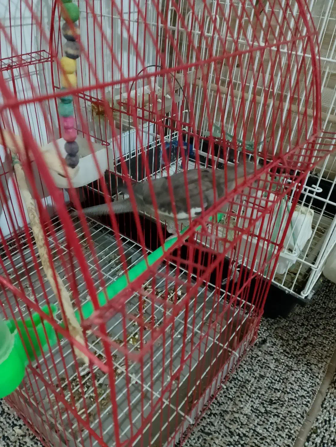 عروس هلندی|حیوانات|شوش, |دیوار