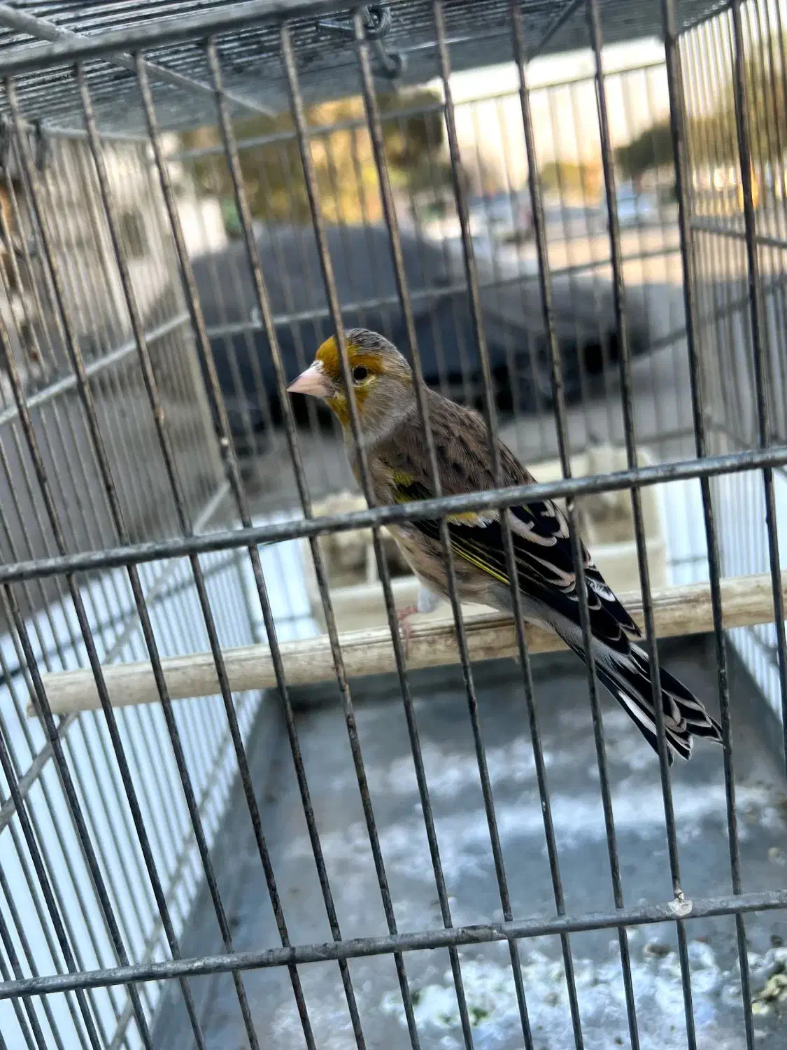 سره قناری مست|پرنده|کهریزک, |دیوار