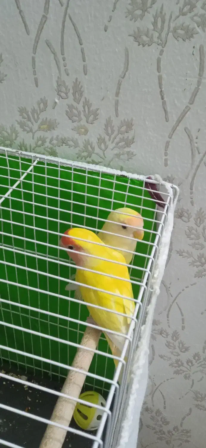 طوطی برزیلی|پرنده|مشهد, انصار|دیوار