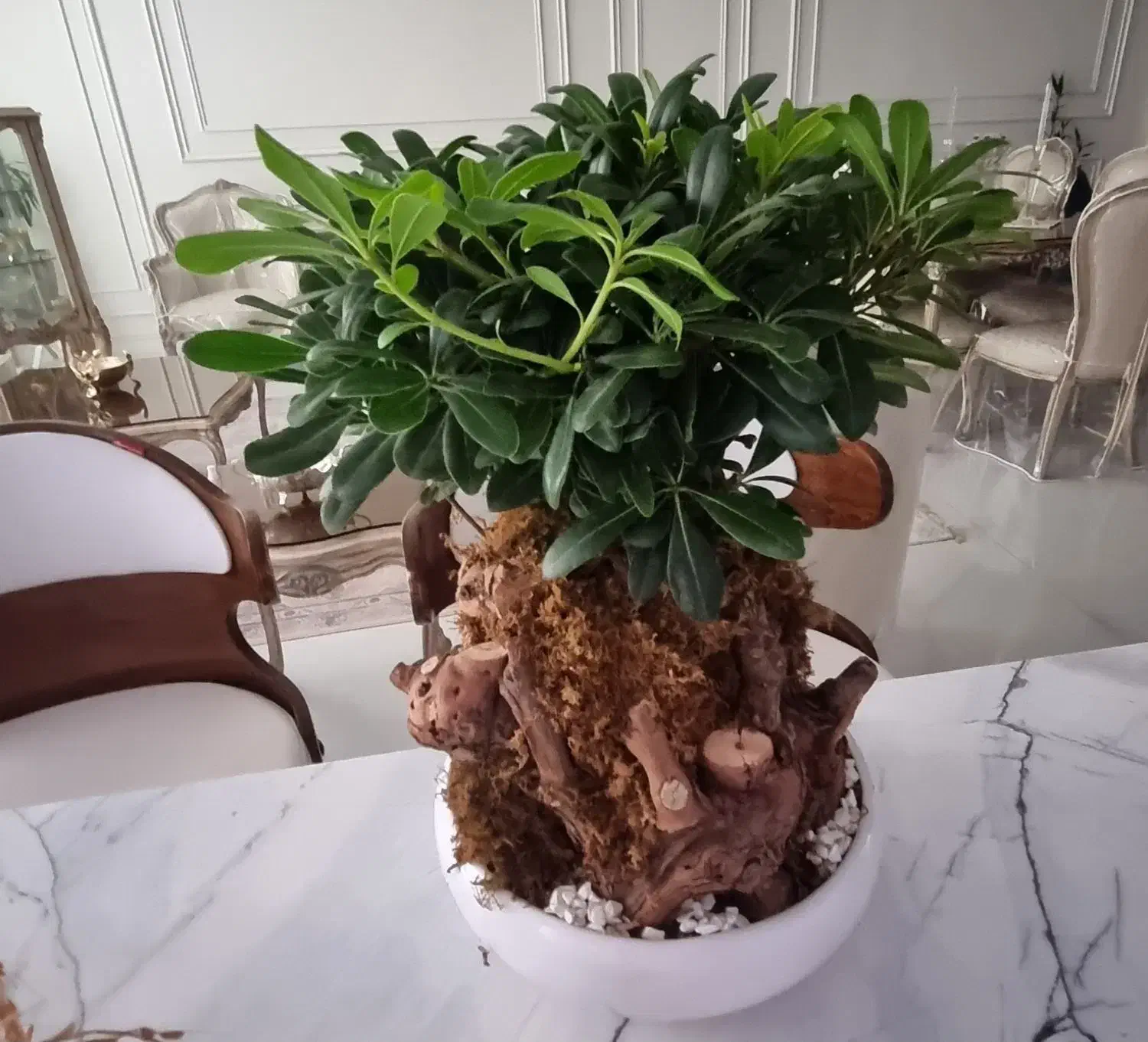 گل بنسای هندی گلدان سرامیکی|گل و گیاه طبیعی|مشهد, کوثر|دیوار