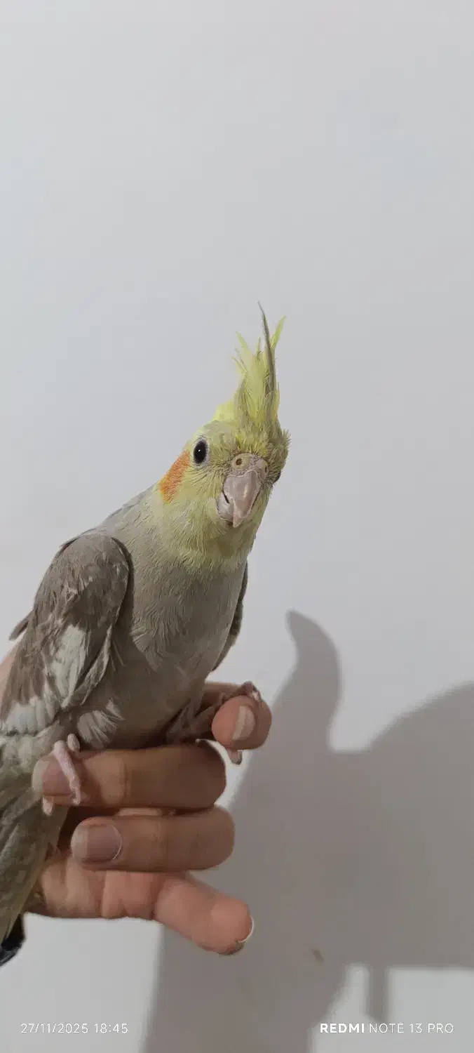 عروس هلندی|پرنده|عباسآباد, |دیوار