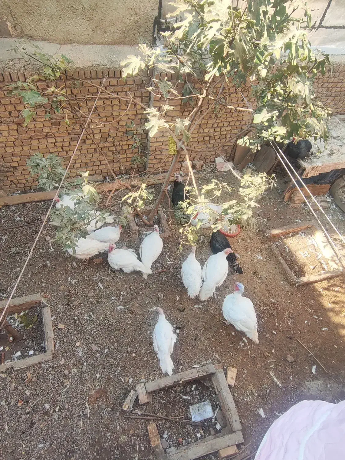 بوقلمون بیوتی خانگی ارگانیک|حیوانات مزرعه|قزوین, |دیوار