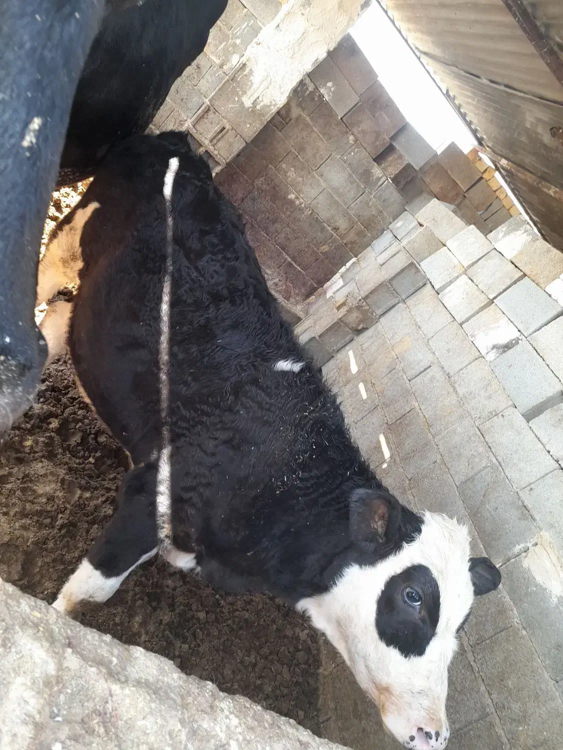 گوساله ماده|حیوانات مزرعه|شیراز, جرسقان|دیوار