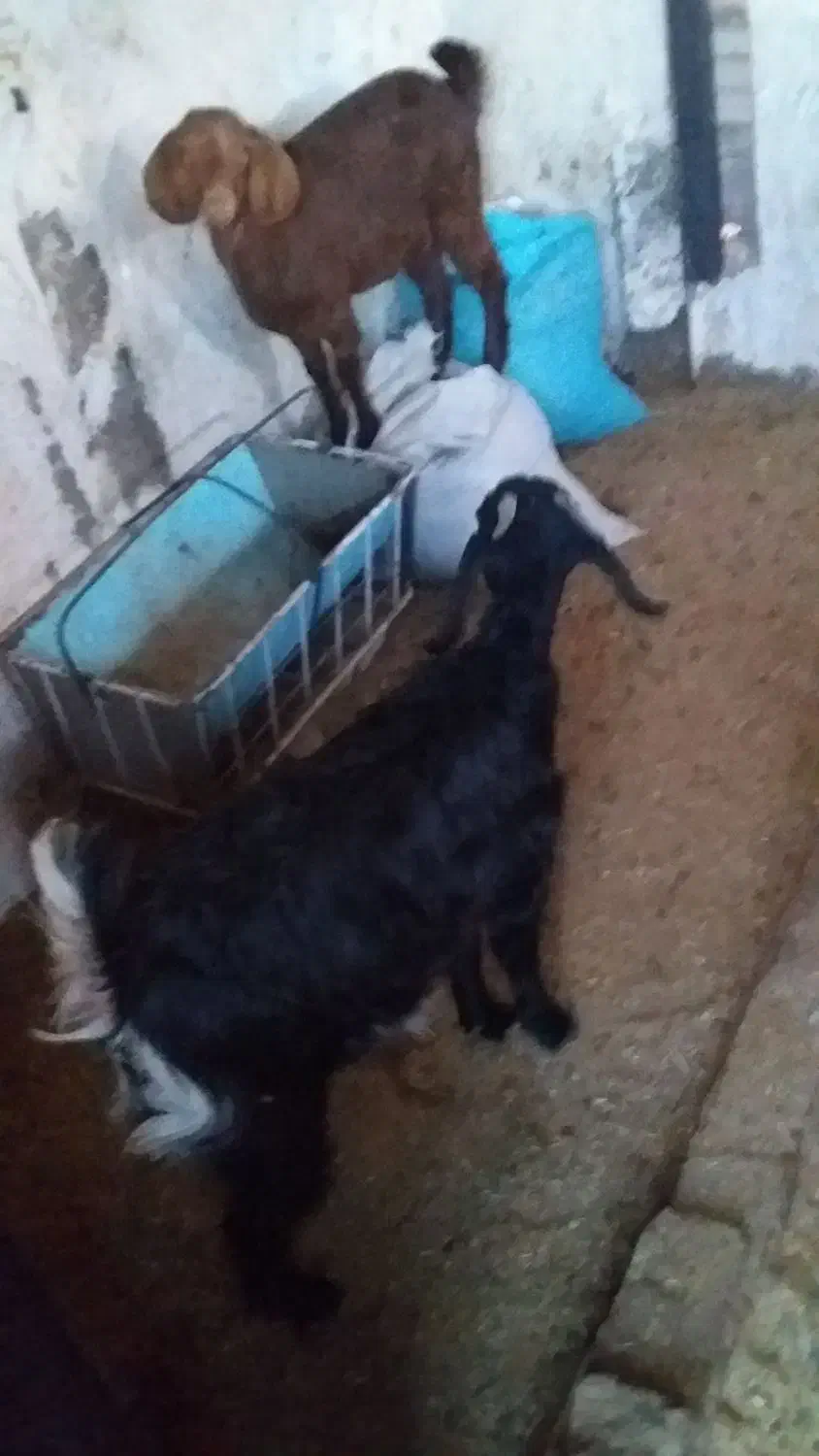 سلام سه بزغاله ماده بایک بز|حیوانات مزرعه|بیرجند, |دیوار