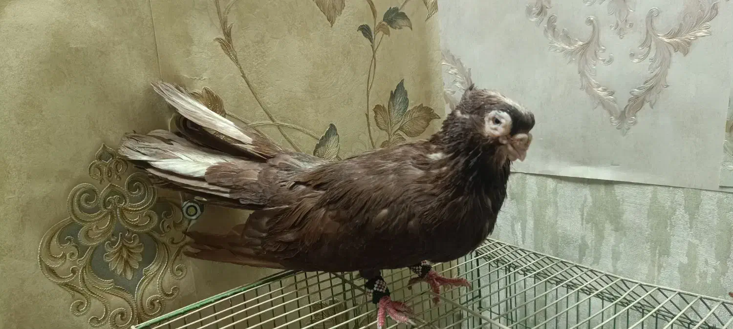 جفت صرب|پرنده|بندر ماهشهر, |دیوار