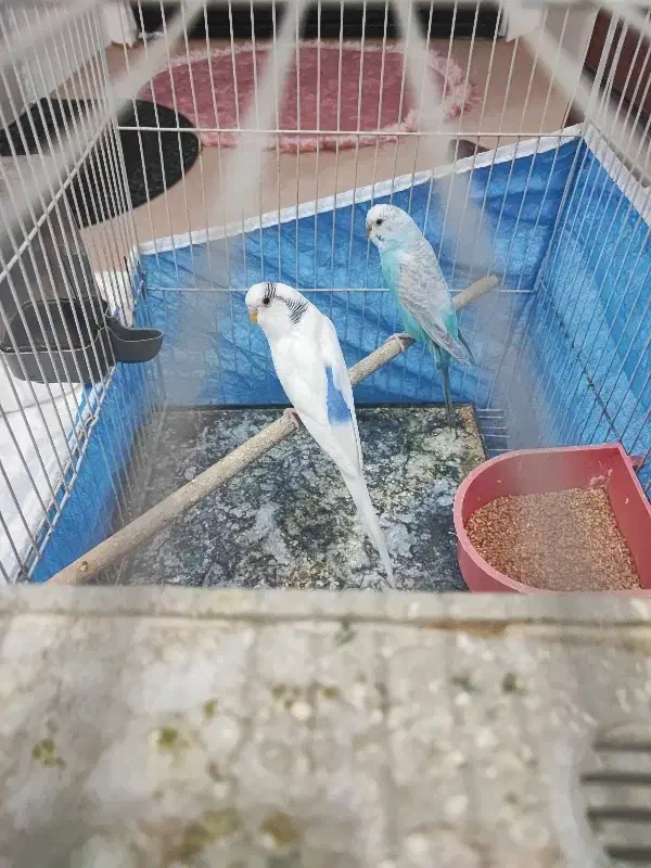 مرغ عشق رام|پرنده|سیرجان, |دیوار