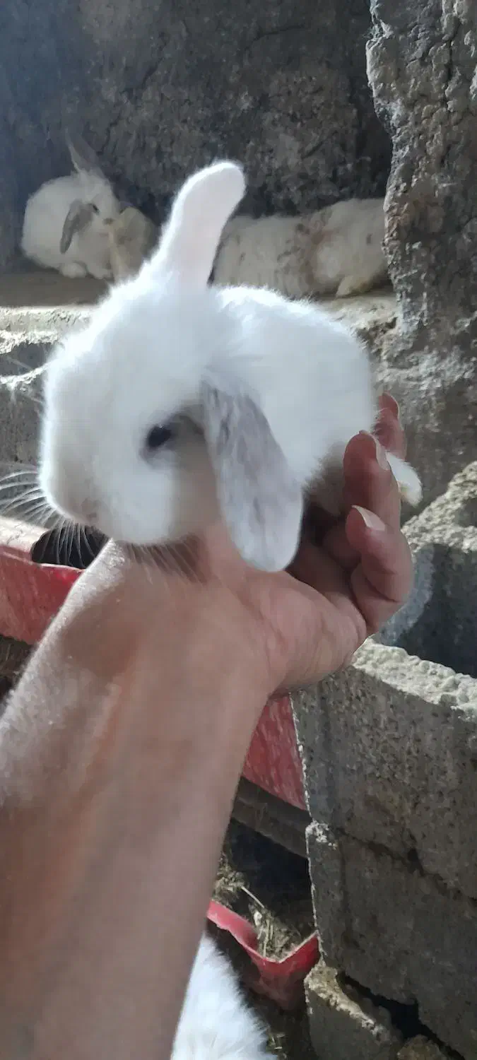 خرگوش لووپ اصیل توله|موش و خرگوش|بردسیر, |دیوار