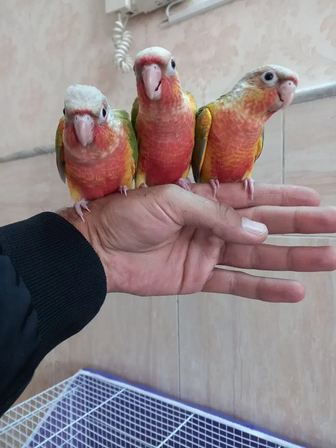 جوجه گرین چیک|پرنده|نیشابور, شهرک فیروزه|دیوار