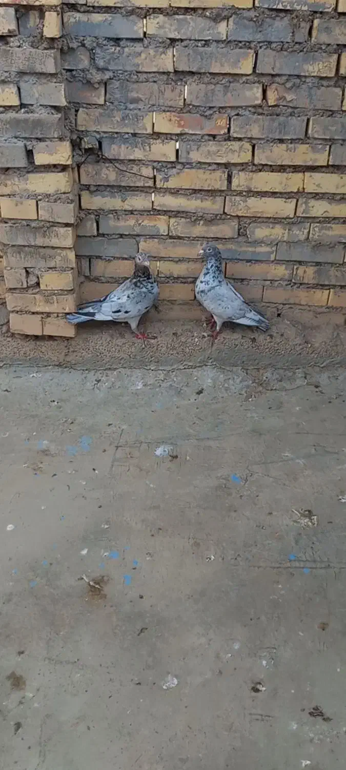 کوهی|پرنده|شوشتر, |دیوار