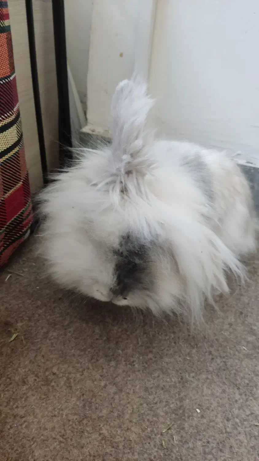 خرگوش لپو|موش و خرگوش|کرمانشاه, |دیوار