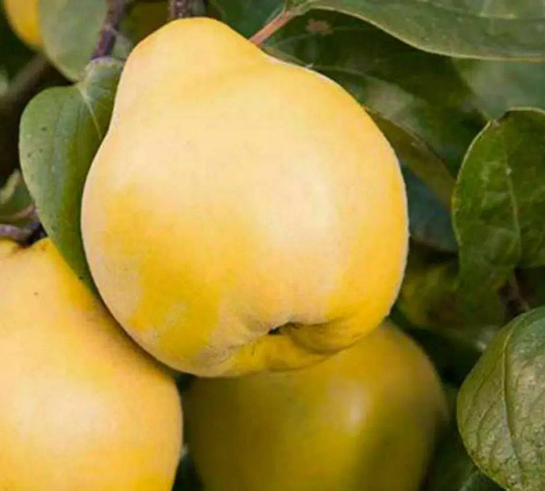 ف.روش ارقام نهال مثمر و غیر مثمر|خدمات باغبانی و درختکاری|کرمانشاه, |دیوار