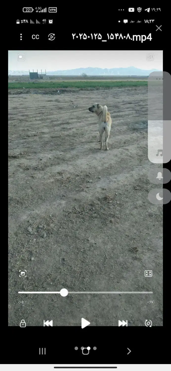 سگ سرابی اصیل ماده نگهبان گله‌ای  سه ساله|سگ|کوهدشت, |دیوار