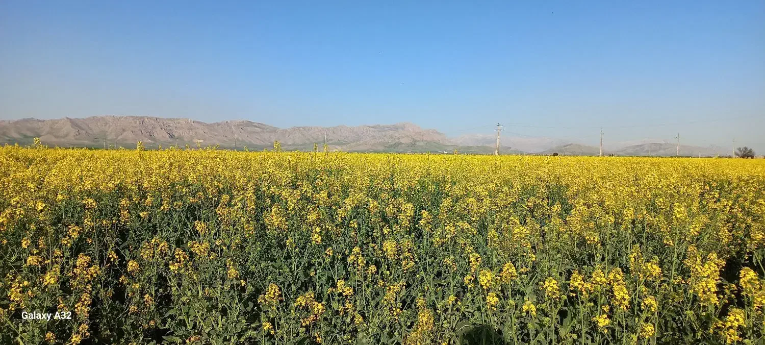 اجاره زمین کشاورزی کانی کچکینه|اجارهٔ دفتر صنعتی، کشاورزی، تجاری|روانسر, |دیوار