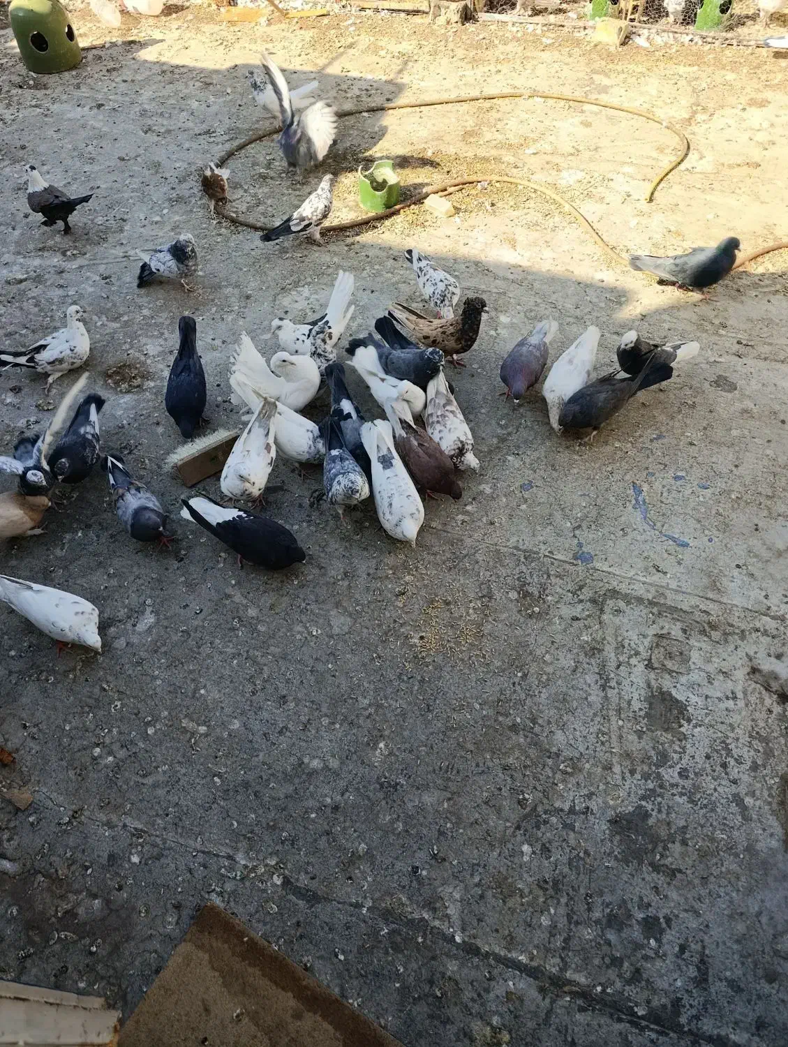 کبوتر|پرنده|قم, علی آباد سعدگان|دیوار