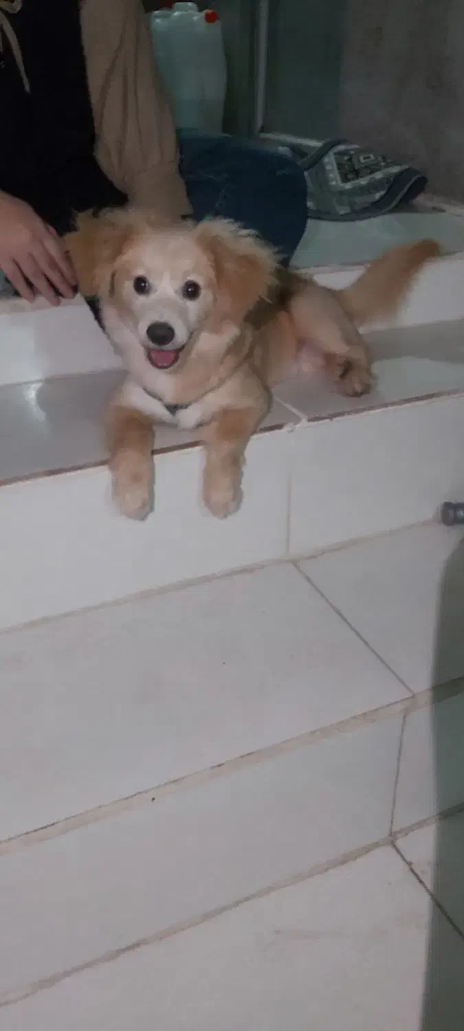 شیتزو روباهی|سگ|کوچصفهان, |دیوار