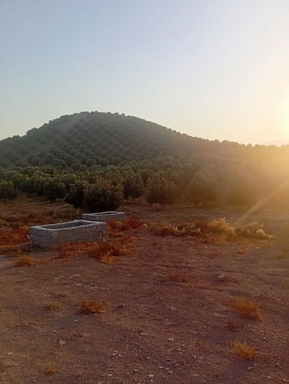 کارگر ساد زیتون چین|استخدام صنعتی، فنی، مهندسی|منجیل, |دیوار