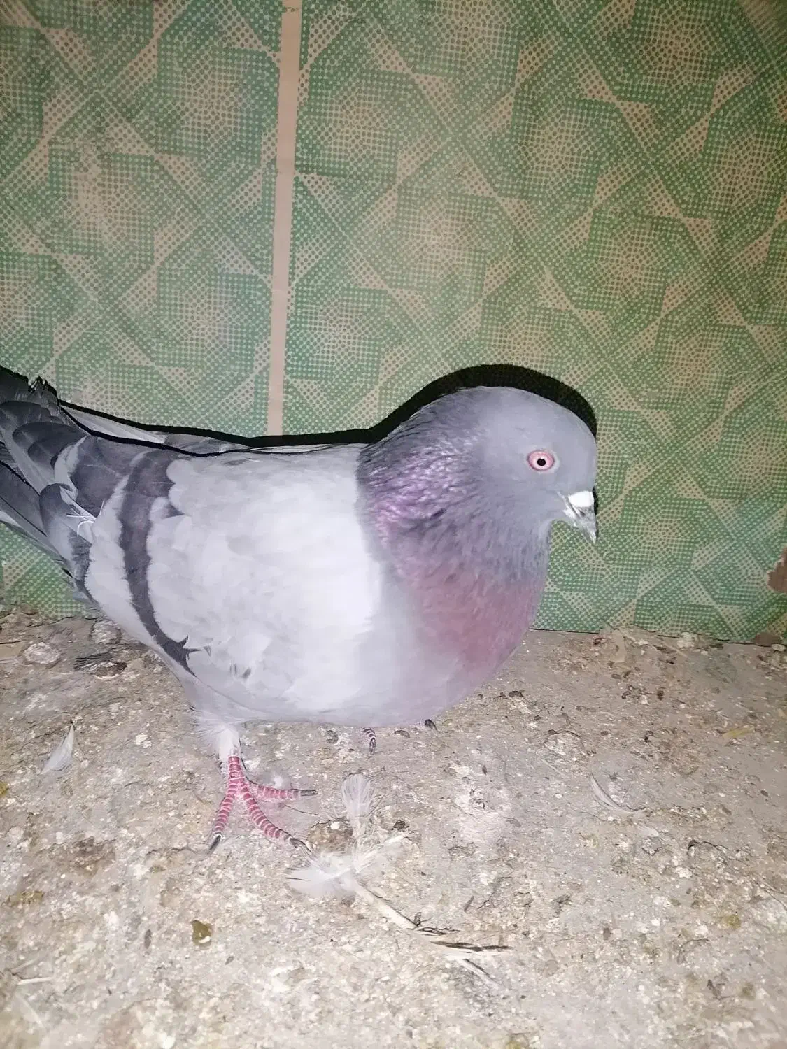 عتیقه پرشی نر|پرنده|نقده, |دیوار