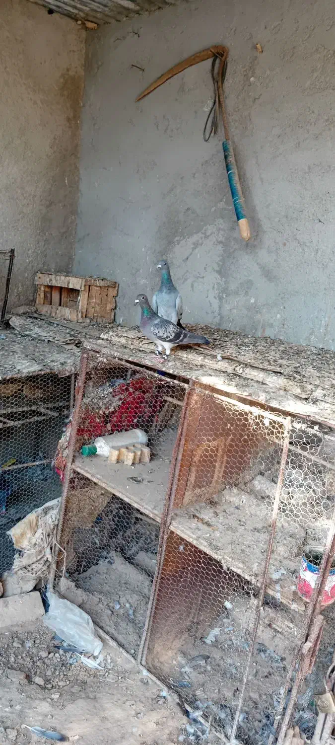 یک جفت نروماده|پرنده|هامون, |دیوار