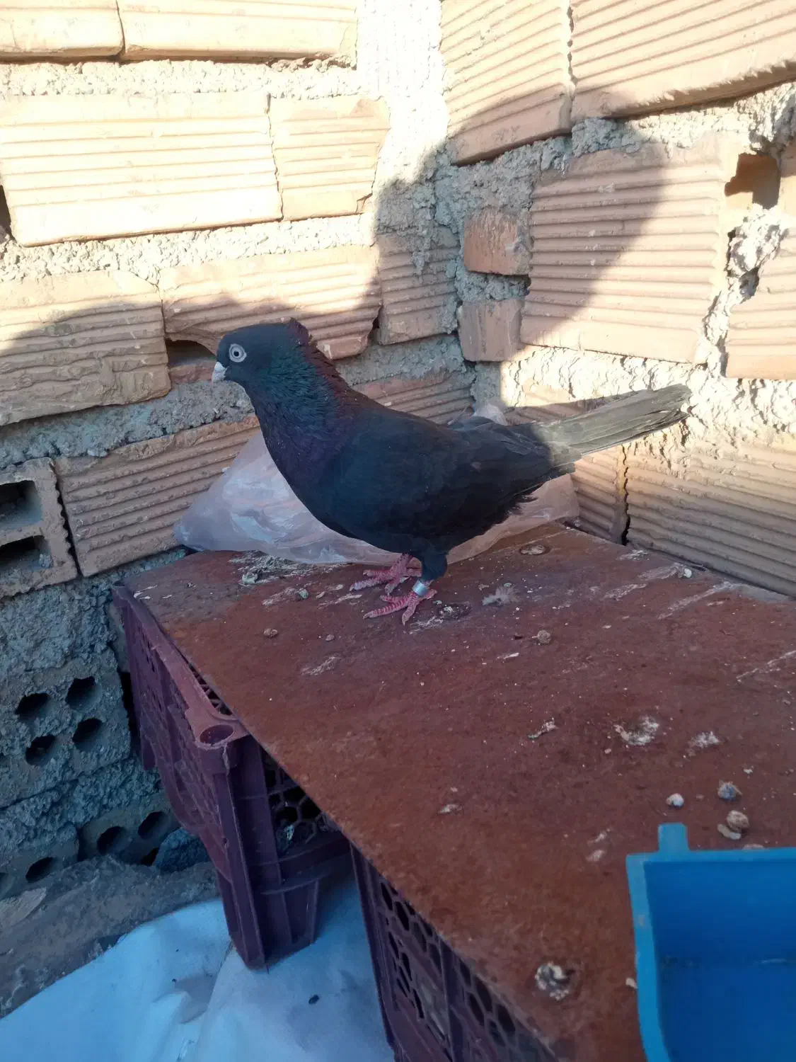 چندتاپرنده|پرنده|ایذه, |دیوار