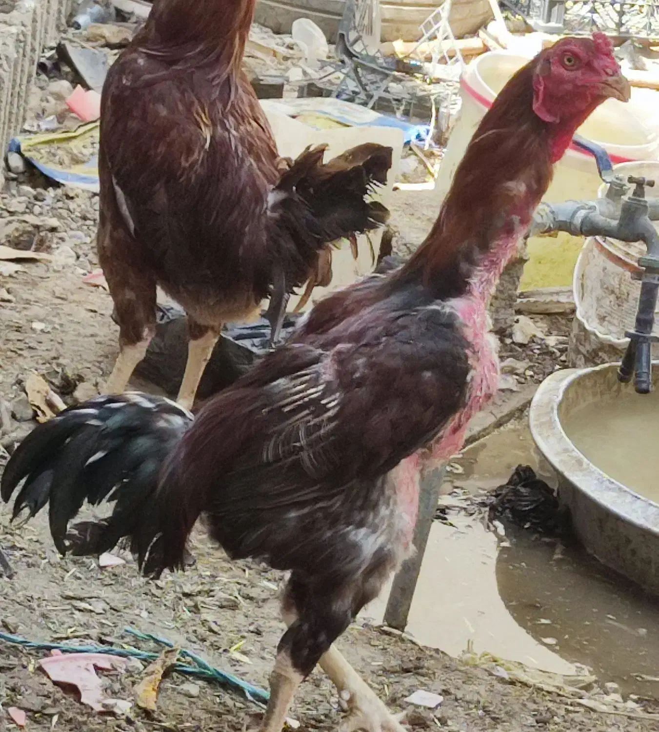 20،تخم مرغ لاری دونگ بالا اصلی|حیوانات مزرعه|وحدتیه, |دیوار