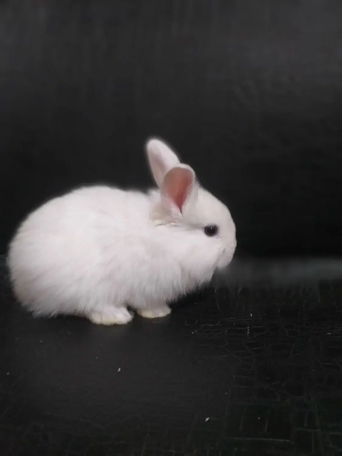 سرپرست مهربون و متعهد میخوام واسه بچه خرگوشام|موش و خرگوش|آبادان, |دیوار