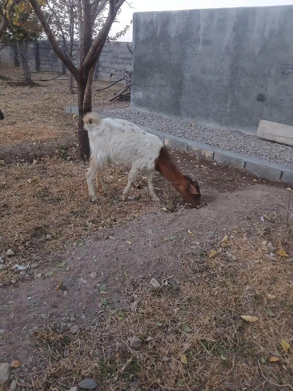 بز دورگ|حیوانات مزرعه|کهک, |دیوار